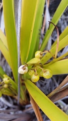 Dianella sandwicensis