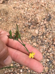 Hypericum drummondii