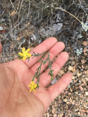 Hypericum drummondii