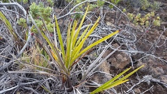 Dianella sandwicensis