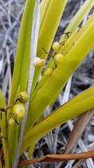 Dianella sandwicensis