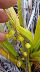 Dianella sandwicensis