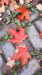 Acer saccharum