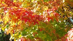 Acer saccharum