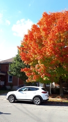 Acer saccharum