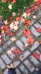Acer saccharum
