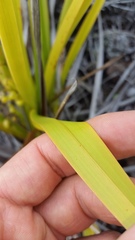 Dianella sandwicensis