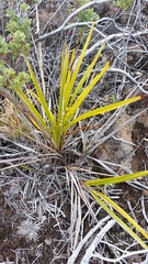Dianella sandwicensis