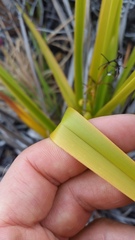 Dianella sandwicensis
