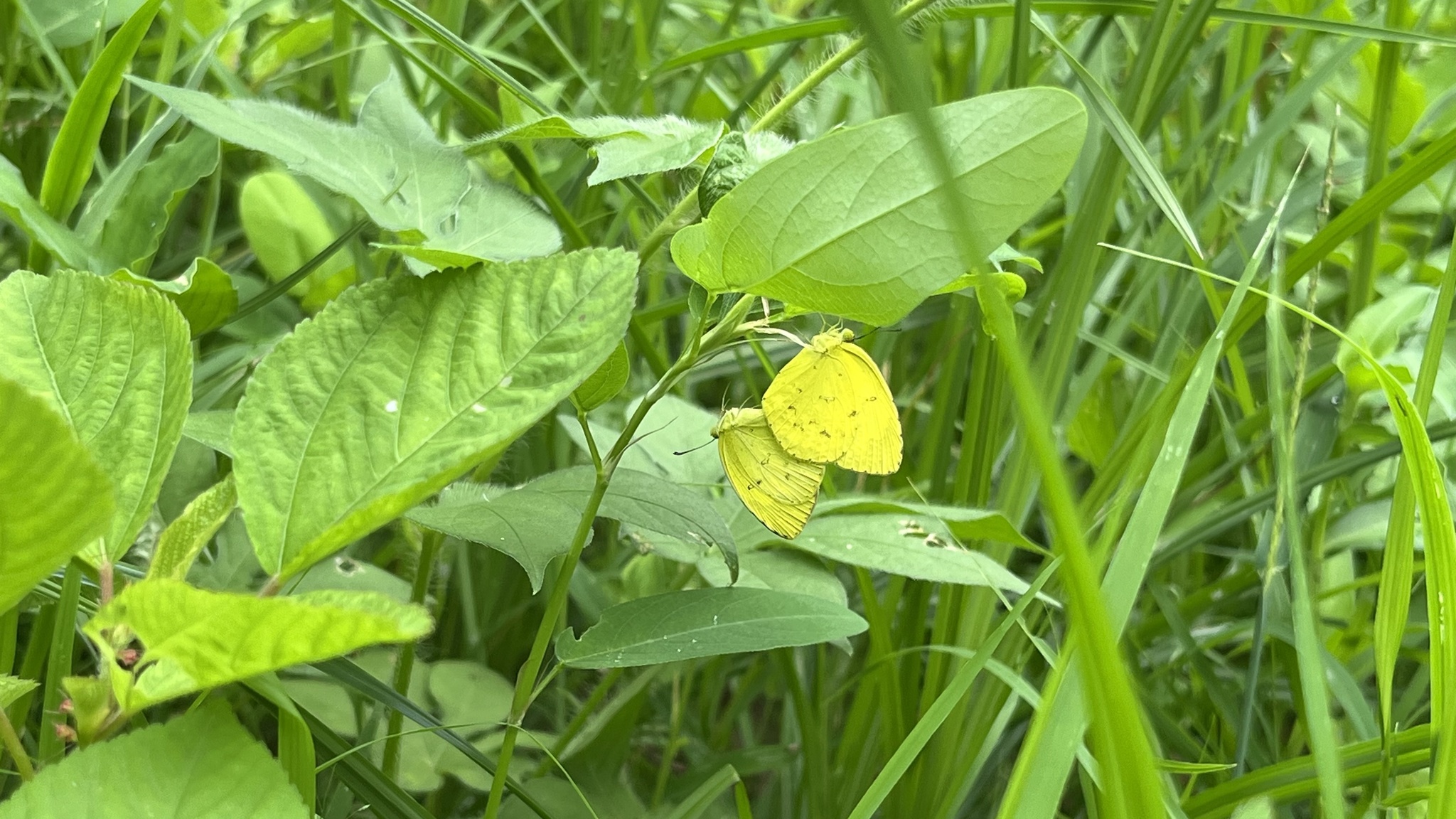 Common Grass Yellow