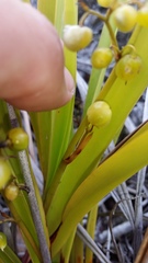 Dianella sandwicensis