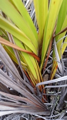 Dianella sandwicensis