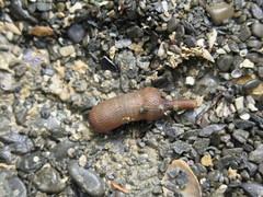 Phascolosoma annulatum