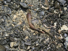 Phascolosoma annulatum