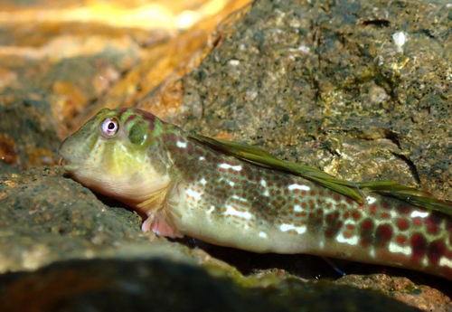 Sailfin Blenny