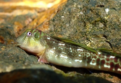 Sailfin Blenny photo 2