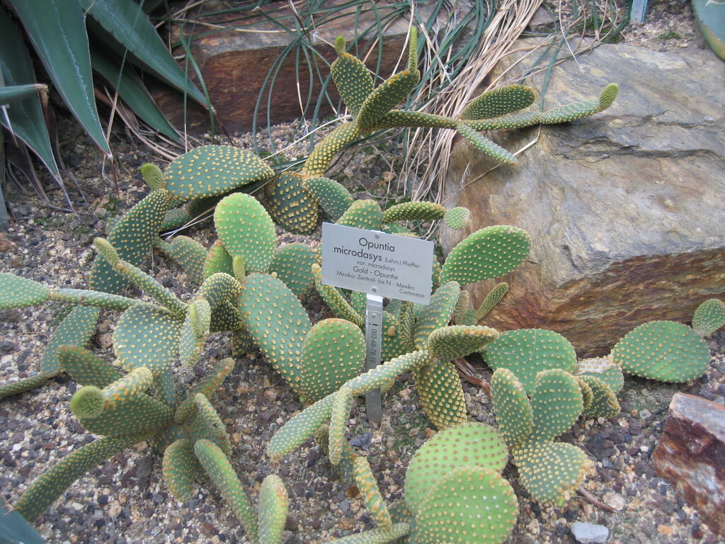 Опунція — Opuntia microdasys