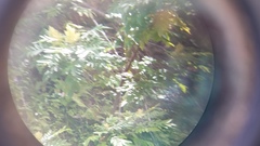 Rhus sandwicensis