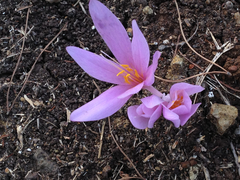 Colchicum hierosolymitanum