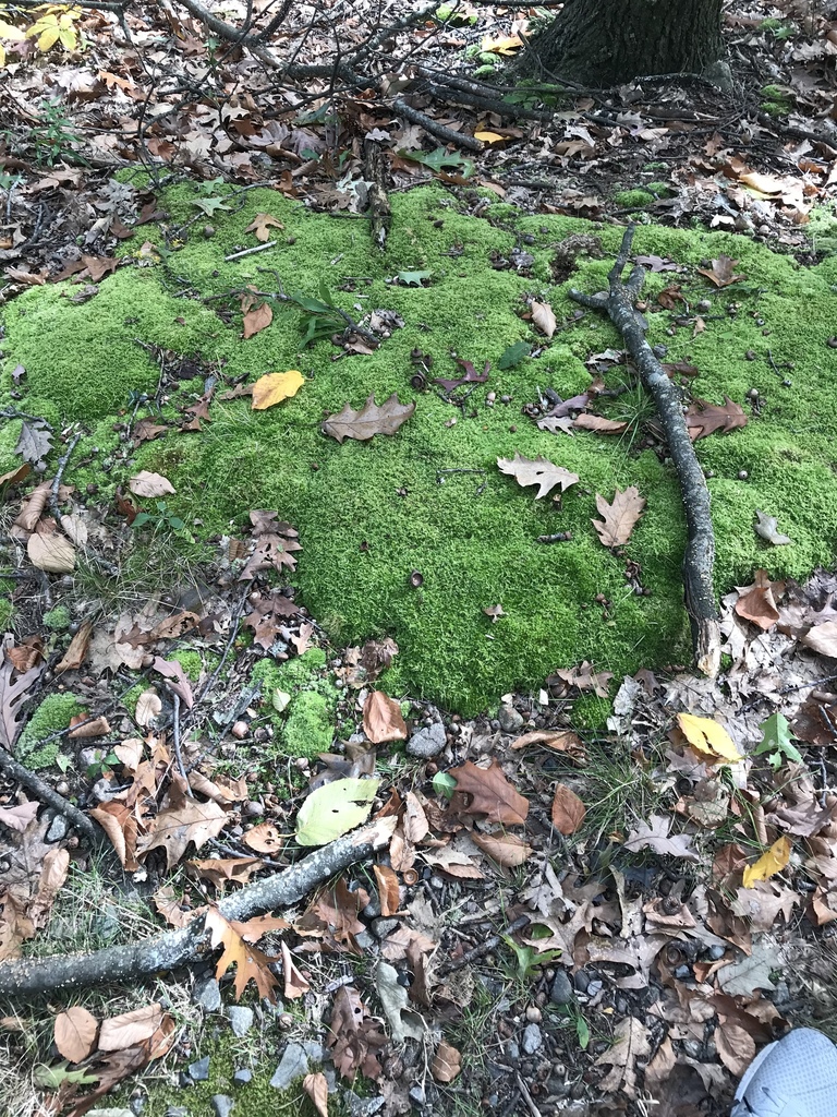 Broom Forkmoss from Hammond Pond Reservation, Newton, MA, US on October ...