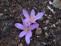 Colchicum hierosolymitanum