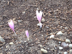 Colchicum hierosolymitanum