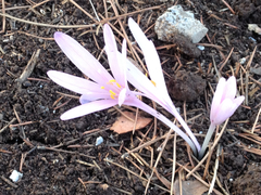 Colchicum hierosolymitanum