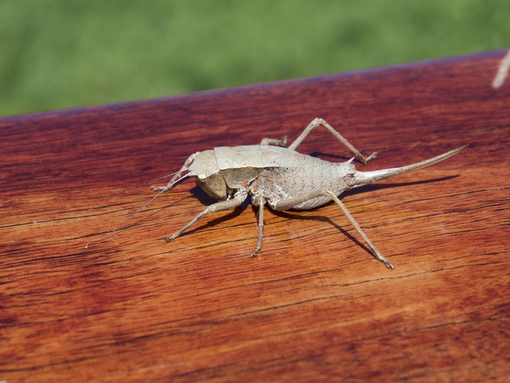 Sluggish Katydids