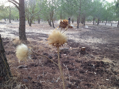 Cynara syriaca