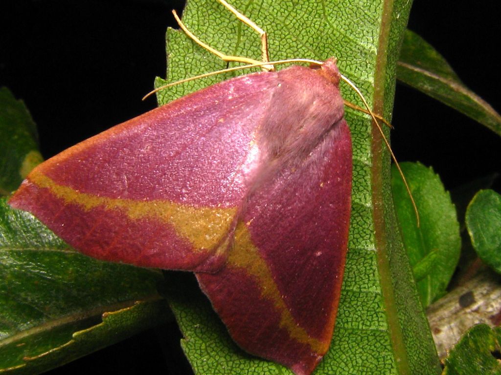 Bassania extremata