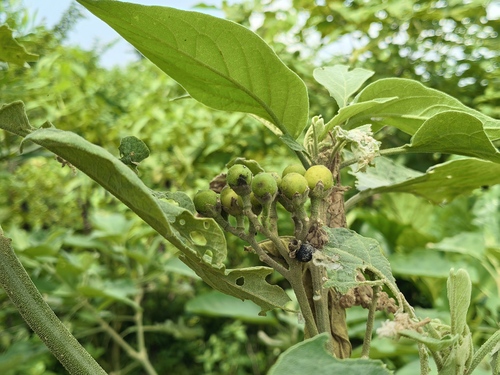 potato tree