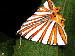 Pityeja histrionaria