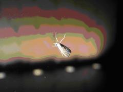 Syntonarcha iriastis