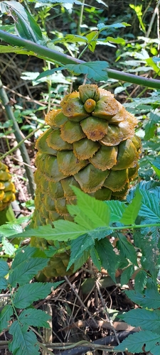 Encephalartos villosus