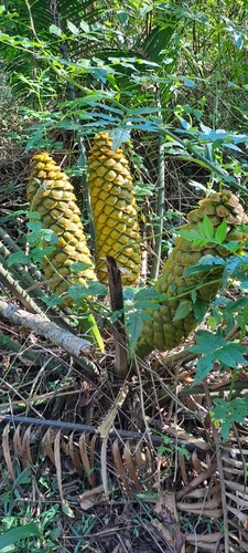 Encephalartos villosus