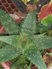 Aloe