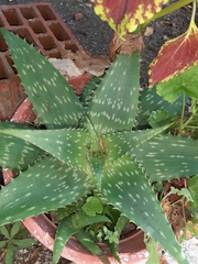 Aloe