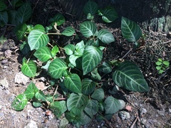 Lepidagathis inaequalis