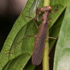 Amantis reticulata