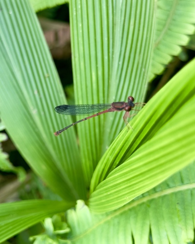 Megalagrion oahuense, 2025-07-25