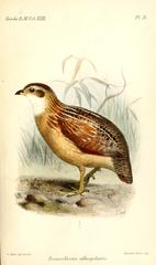 White-Throated Francolin photo 1