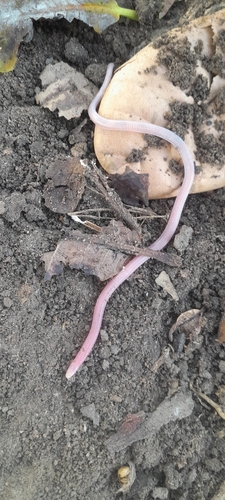 Swynnerton's Worm Lizard