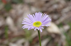 Brachyscome spathulata spathulata