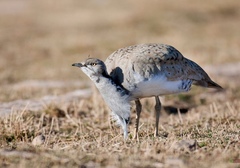 Macqueen's Bustard photo 2