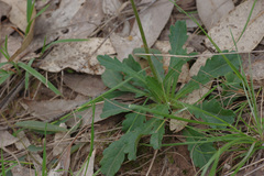 Brachyscome spathulata spathulata