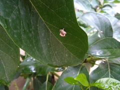 Ropalidia cyathiformis