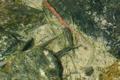 Aphaniops dispar