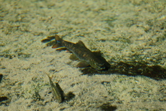 Aphaniops dispar