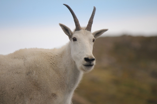 Mountain Goat photographed in Washington