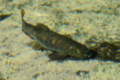 Aphaniops dispar